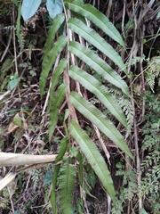 Menisciopsis penangiana