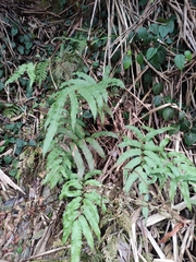 Menisciopsis penangiana