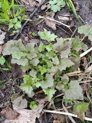 Mycelis muralis
