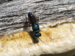 Chrysis insperata