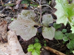 Mycelis muralis