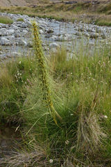 Aciphylla subflabellata