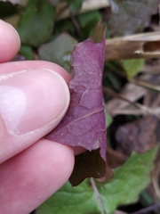 Mycelis muralis