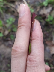 Mycelis muralis