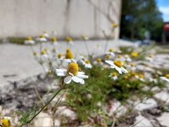 Matricaria chamomilla