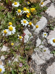 Matricaria chamomilla
