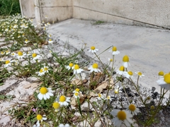Matricaria chamomilla
