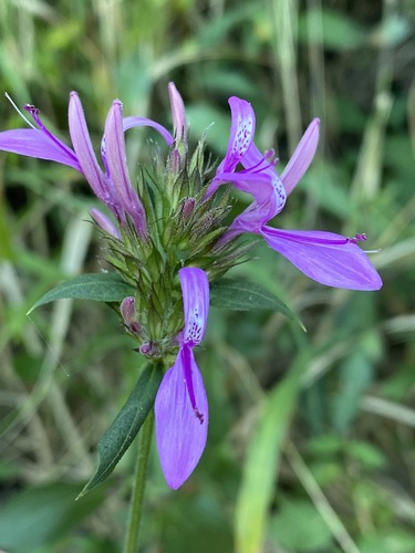 Dicliptera clinopodia image