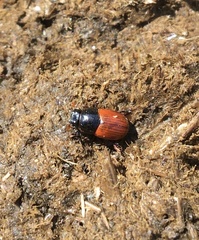 Aphodius fimetarius
