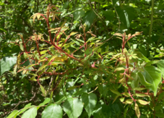 Rose rosette emaravirus
