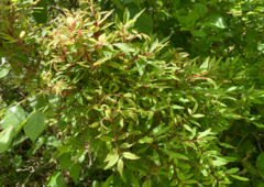 Rose rosette emaravirus