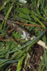 Arthropodium candidum