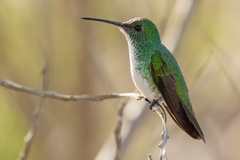 Chrysuronia leucogaster