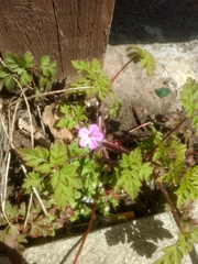 Geranium robertianum