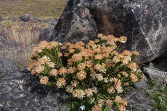 Pimelea traversii traversii