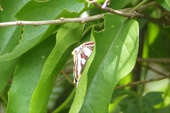 Sarbanissa vitalis