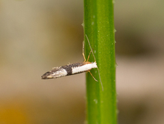 Argyresthia spinosella