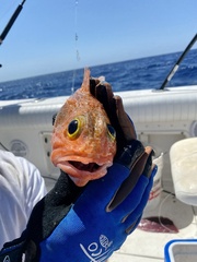 Helicolenus dactylopterus