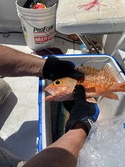 Helicolenus dactylopterus