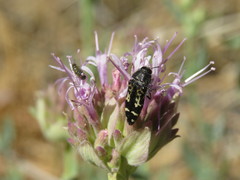 Acmaeodera connexa
