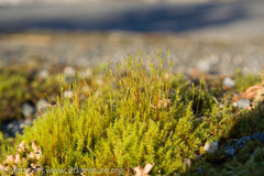 Racomitrium ericoides