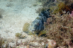 Aplodactylus lophodon