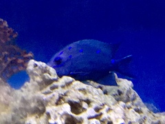 Stegastes rectifraenum