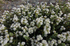 Veronica buchananii