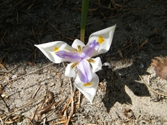 Dietes grandiflora