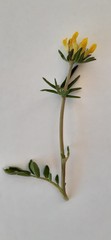 Anthyllis vulneraria carpatica