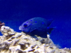 Stegastes rectifraenum