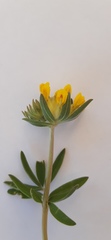 Anthyllis vulneraria carpatica