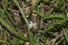 Arthropodium candidum