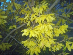 Forsythia