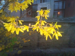 Forsythia