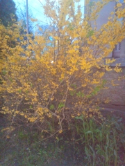 Forsythia