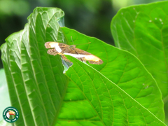 Adelpha malea