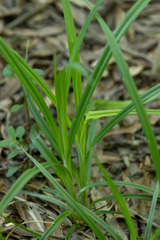 Carex hirtifolia