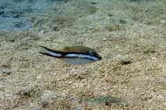 Canthigaster callisterna