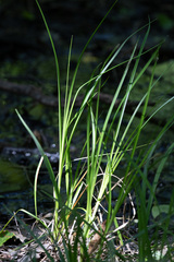 Carex hirtifolia