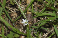 Arthropodium candidum
