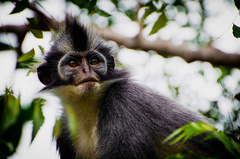 Presbytis thomasi