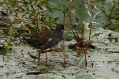 Paragallinula angulata