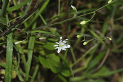 Arthropodium candidum
