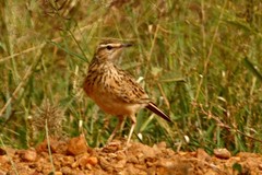 Certhilauda chuana