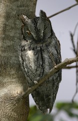 Otus senegalensis