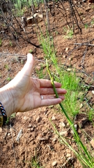 Anginon difforme