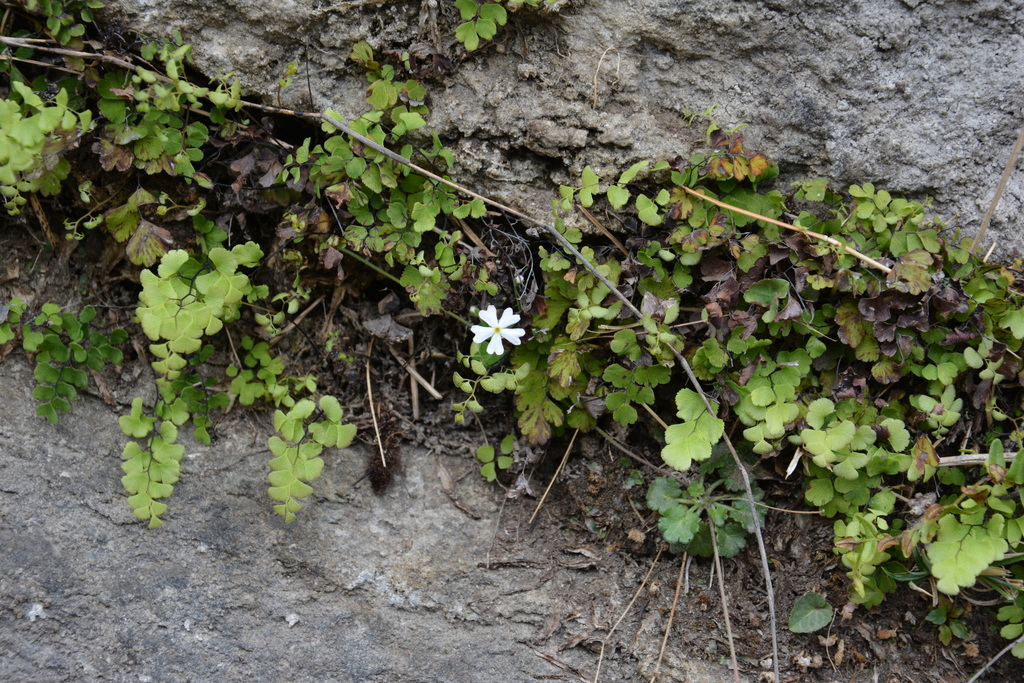 Androsace axillaris
