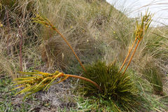 Aciphylla montana