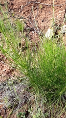 Anginon difforme